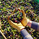 Olio Extravergine di Oliva in latta