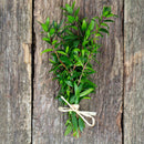 Coroncina di Fichi - Valle del Crati